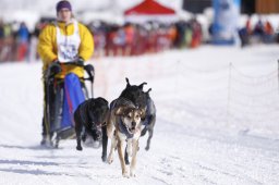 Lenk 2013